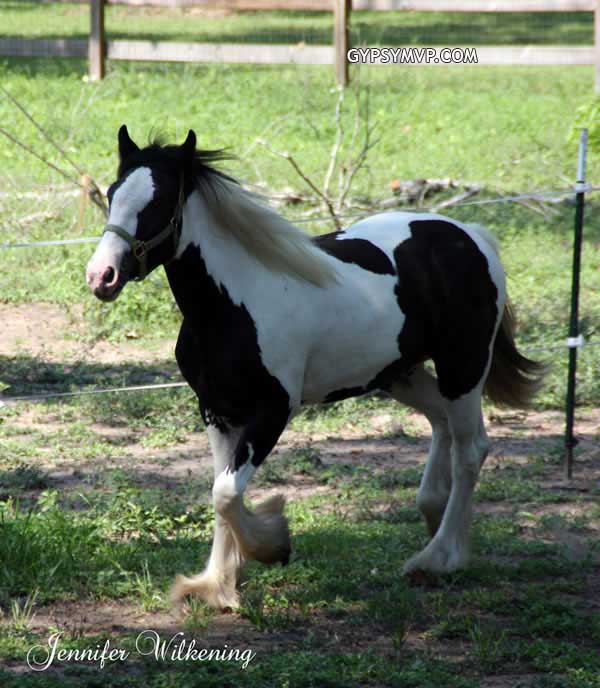 Gypsy Vanner Horses for Sale | Filly | Piebald | Mea